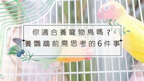 養什麼鳥好|新手適合養什麼鳥？鸚鵡爸媽幫你精選出鸚鵡3+1